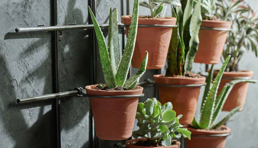 The Timeless Appeal of Terracotta Pots: History, Benefits, and Why They’re a Must-Have