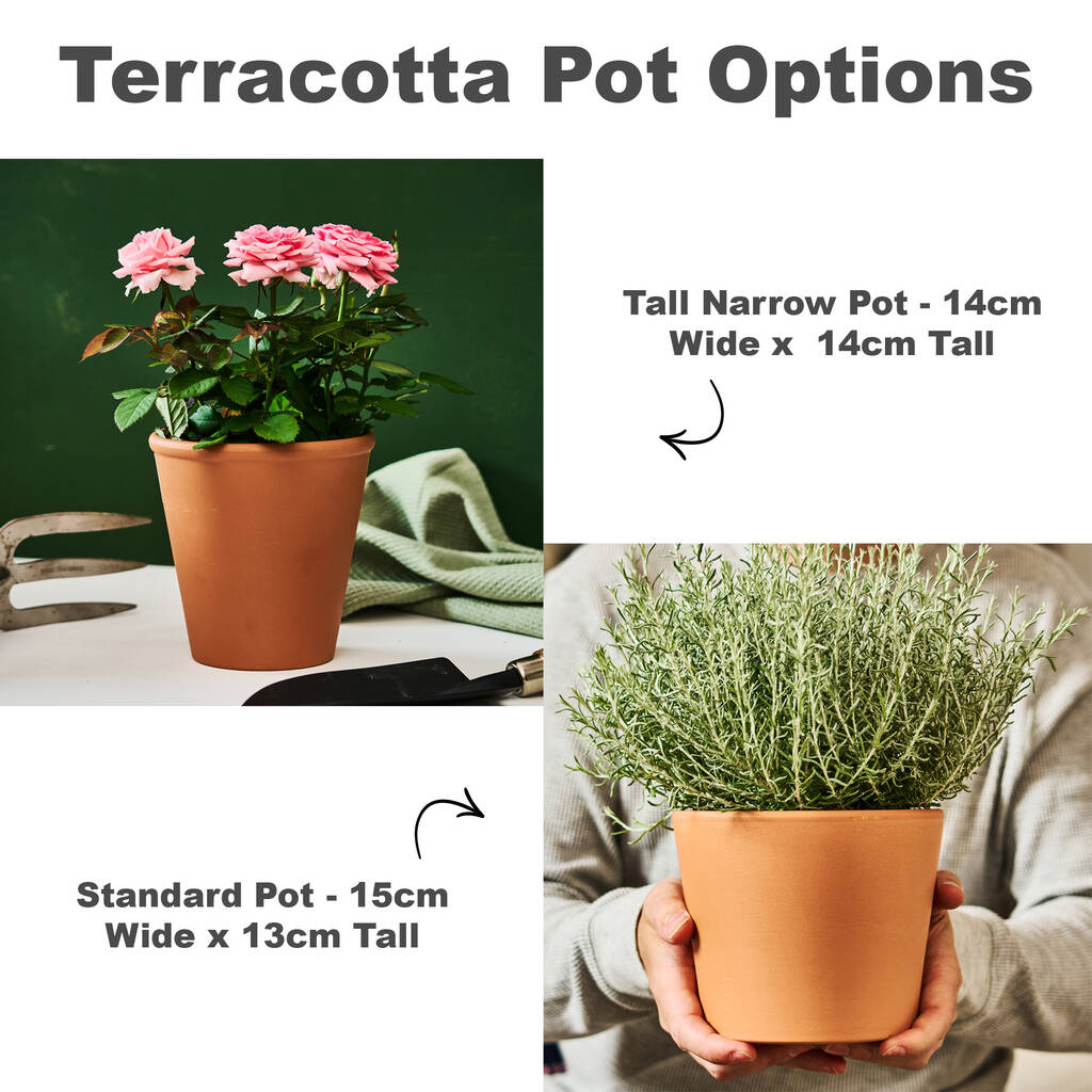 Terracotta plant pot options including tall narrow and standard pot for gardeners, perfect gift for gardeners.